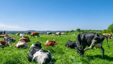 Derneklere Kurban Bağışı Yapılabilir Mi?