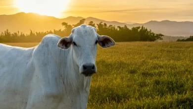 İki Yaşını Tam Doldurmamış Hayvan Kurban Edilebilir mi?
