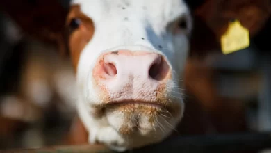 Kapak Atmış Kurban Nasıl Anlaşılır?