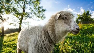 Kurban Ne Zaman Kesilir?