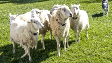 Kurban Kesmek Yerine Sadaka Verilse Aynı Sevaba Girilir mi?