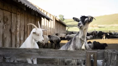 Akika, Adak, Şükür ve Nafile Kurbanlar İçin Aynı Hayvanda Ortak Olunabilir Mi?