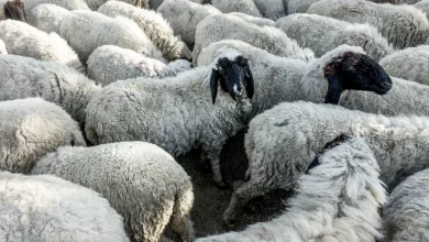 Kurbanlık Dişi Mi Erkek Mi Olmalı? Hangisi Daha Faziletli?