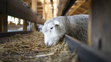 Kurban Kesilmeden Önce Bir Şey Yememenin Dayanağı Nedir?