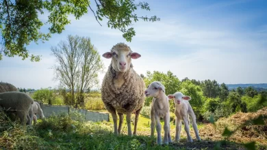 Kurban Kesildikten Sonra Alnın Ortasına Kurban Kanı Sürmek