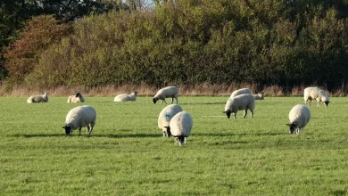 Kurban Kesiminde Dikkat Edilmesi Gereken Hususlar