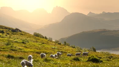 Ölü Kurbanı Nedir?
