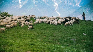 Adak Kurbanı Kesmek Yerine Fakirlere Para Verilebilir mi?