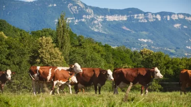 Kurban İbadetinin Anlamı ve Hükmü Nedir?