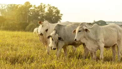Dinimizde Kurbanın Yeri, Önemi Ve Dayanağı