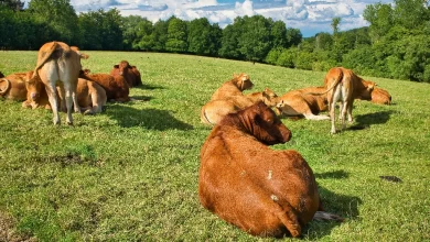 Taksitle Kurbanlık Hayvan Alınabilir Mi?