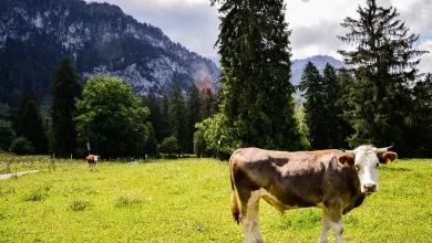 Kredi Kartıyla Kurban Satın Almak Caiz Mi?