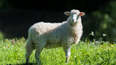 Kurban Kesiminde Dikkat Edilmesi Gereken Hususlar