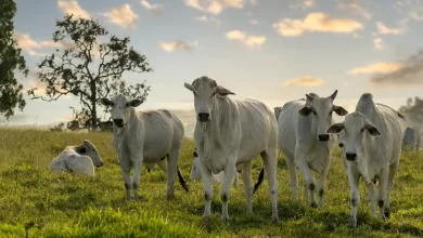 Haram Parayla Kurban Kesilebilir Mi?