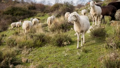 Kurbanı Elektrik Veya Narkozla Bayıltarak Kesmek Caiz Midir?