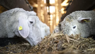 Kurban Eti Nasıl Dağıtılmalıdır?
