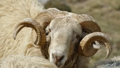 Kurbanın Yenilmeyecek Yerleri Nerelerdir?