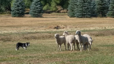 Kasaba Kurban Kestiği İçin Ücret Vermek Caiz midir?