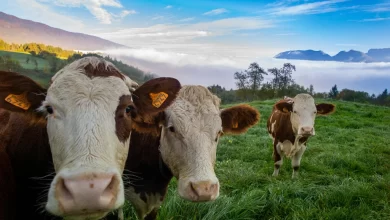 Ölmüş Kişiler Adına Kurban Kesilebilir Mi?