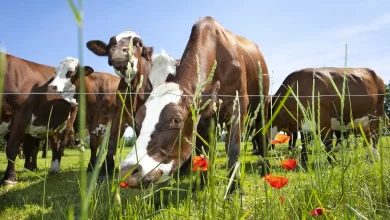 Satın Alınan Kurban Ölürse Ne Yapılmalıdır?