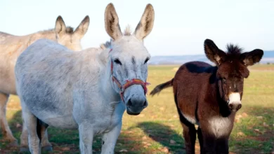 "At ve Eşek Eti'' Yemek Caiz Olur mu, Eşek Sütü İçmek Caiz midir?