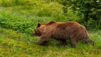 Ayı Yağının Ağrı Kremi Olarak Kullanılması Caiz midir?