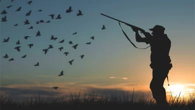 Geçim Sıkıntısı Olmadığı Halde Av Yapmak Câiz midir?