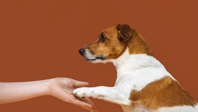 Köpek Alıp Satmak Caiz Midir?