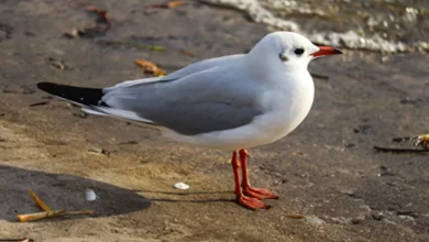 Martı Eti Yemek Caiz midir?