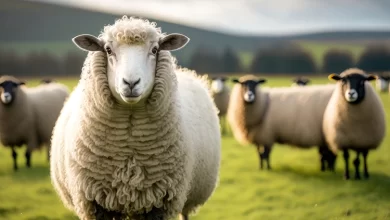 Adak Kurbanı Nedir Şartları Nelerdir?