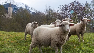 Akika Kurbanı Nedir? Şartları Nelerdir?