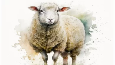 Akîka Kurbanı ve Nesîka'nın Dini Hükmü Nedir?