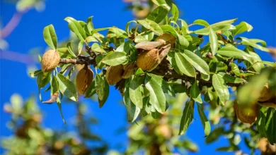 Belediyenin Arazisine Dikilen Ceviz Ağacının Meyvesinden Yemek Câiz midir?