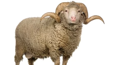 Nazar ve Haset Duygularından Korumak İçin Kurban Kesmek Câiz midir