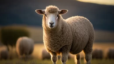 Kestiğimiz Kurbanı Düğün Yemeği Olarak İkram Edebilir Miyiz?