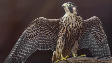 Bıldırcın Kuşlarını Kümeste Beslemek Caiz Midir?