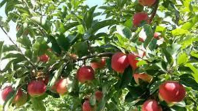 Belediyelerin Dikmiş Olduğu Meyve Ağaçlarından Yemek Caiz Midir?