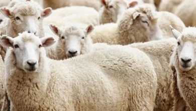 Gayri Müslimlerin Kestiği Hayvanın Eti Yenir Mi?