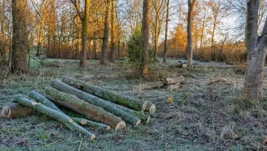 Ormandaki Ağaçları İzinsiz Kesmek ya da Almak Caiz Midir?