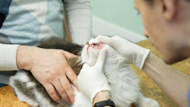 Kedileri Kısırlaştırmak Günâh Mıdır?