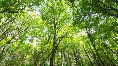 Ormandaki Ağaçları İzinsiz Kesmek Ya Da Kesilenleri Almak Câiz Mi?