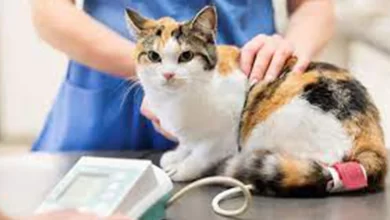 Hayvanların Kısırlaştırılması Caiz Midir?